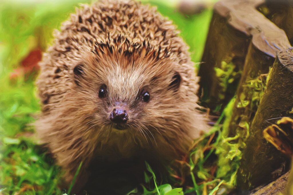 hedgehog friendly homes need to be built